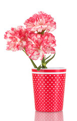 Beautiful carnations in red cup isolated on white