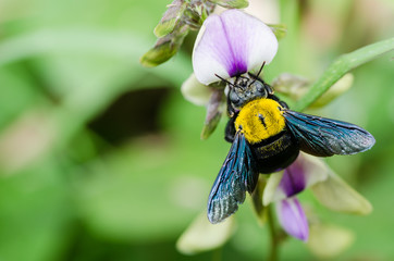 Carpenter bee macro in the nature