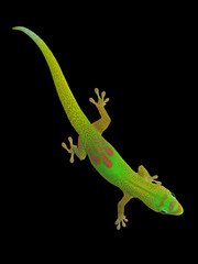 Day gecko isolated on black