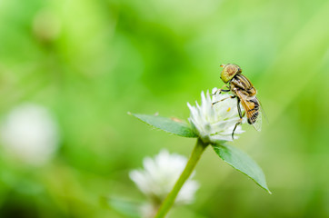 Fruit files or Flower files macro in green nature
