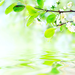 Panele Szklane  białe wiosenne kwiaty na gałęzi na falach wody