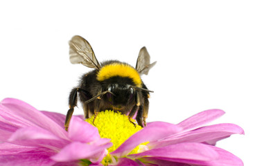 Bumblebee pollinating on Daisy Flower Isolated