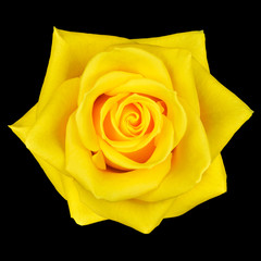 Yellow Rose Flower Isolated on Black