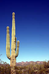 GIANT SAGUARO