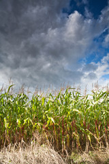 Field of corn, cloudy sky