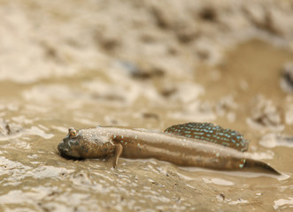 mudskipper