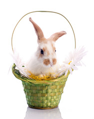 Cute bunny in the basket