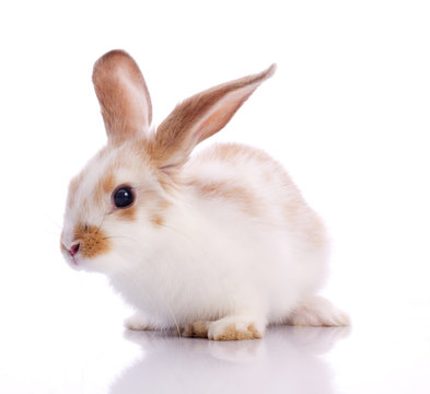 Pygmy Rabbit