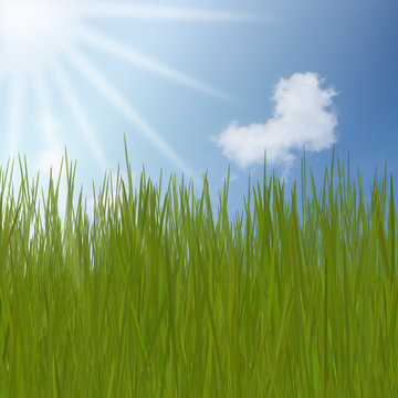 summer Abstract Background with grass against sunny sky