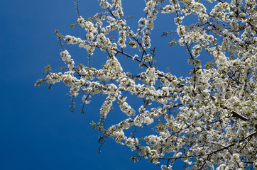 Primavera