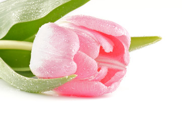 Bud of Spring pink tulip