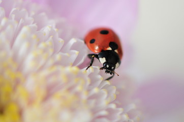 ladybird on aster