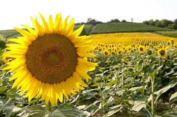 Sunflower