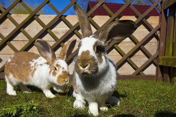 Hase im Gehäge auf grüner Wiese - Osterhase
