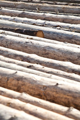 Tree tunks on the rows