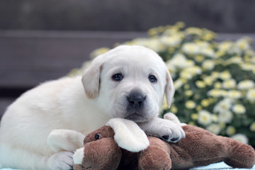 yellow labrador puppy with a toy