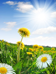 dandelions and daisy in the meadow - fisheye shot © vencav