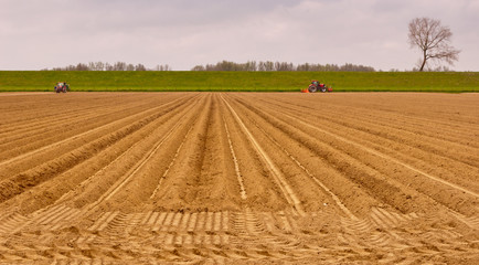 Planting potatoes in the late afternoon