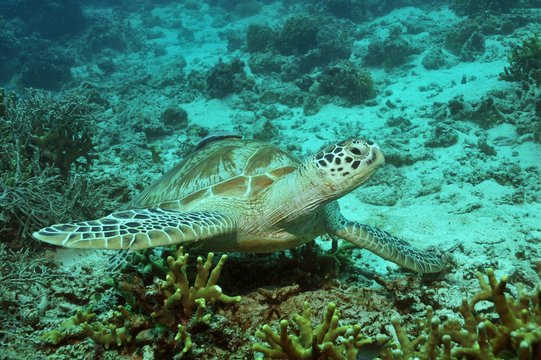 Meeresschildkröte bei den Feuerkorallen