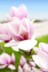 Obraz premium magnolien