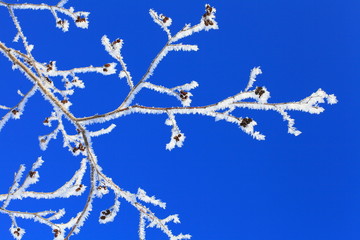 Пух снежный