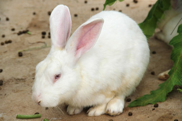 White Rabbit