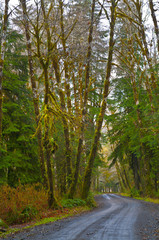 Road through Rainforest