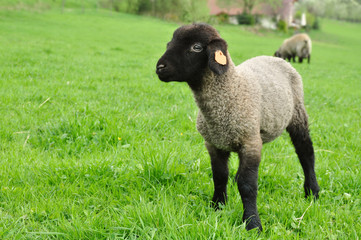 Fototapeta premium Lamb or sheep