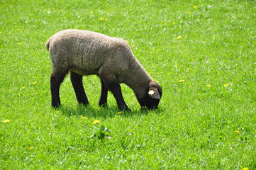 Grazing sheep lamb