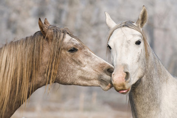 kiss horses