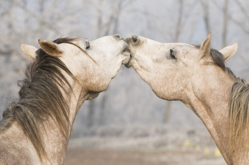 horse kiss