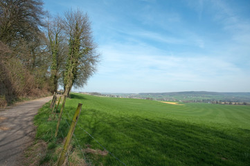 Unpaved road through forest and meadow