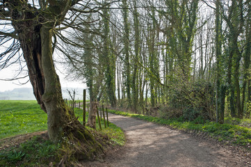 Willow along a path in spring