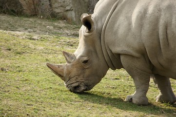 Naklejka premium Big rhinoceros in zoological garden
