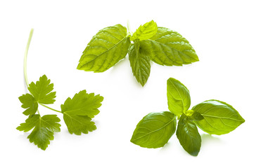 herb garnish isolated