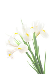 Beautiful irises isolated on white
