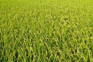 Background of rice field