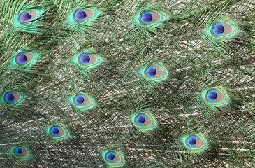 Obraz premium Peacock Feathers