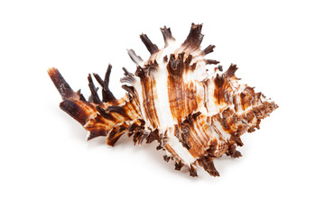 Sea Shell on white background