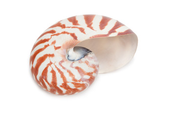 Sea Shell on white background
