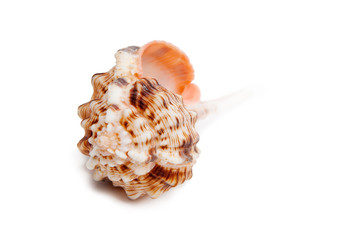 Sea Shell on white background