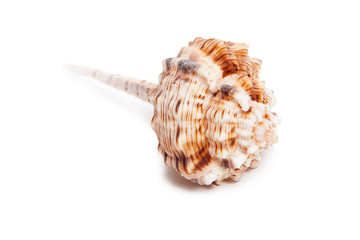 Sea Shell on white background