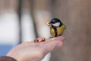 Obraz premium the titmouse eats nuts