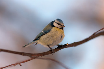 the blue tit close up