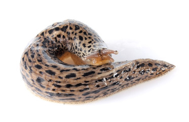 gyrate dappled slug isolated on white background