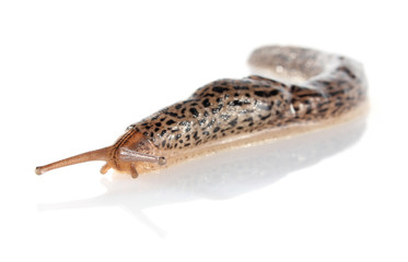 creep dappled slug isolated on white background