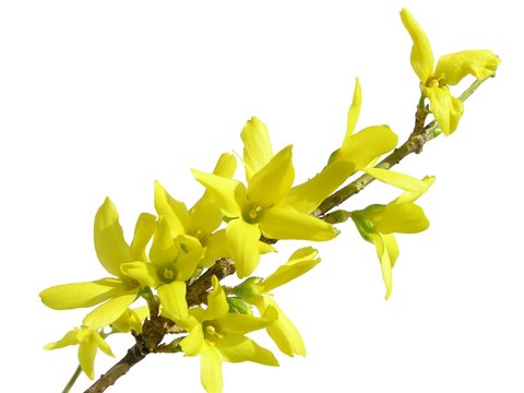 Twig Of Blooming Forsythia Busch