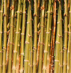 Green bamboo closes – up .