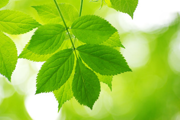 green leaves