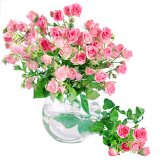 Pink roses isolated on white